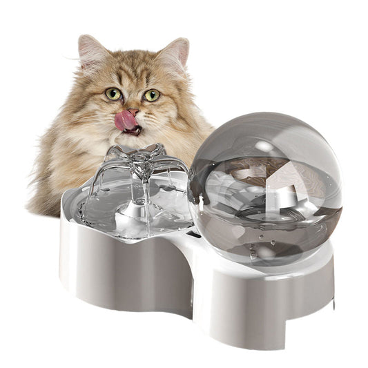 Pets Cats and Dogs Bowl