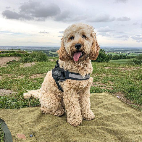 Pets Safety Harness