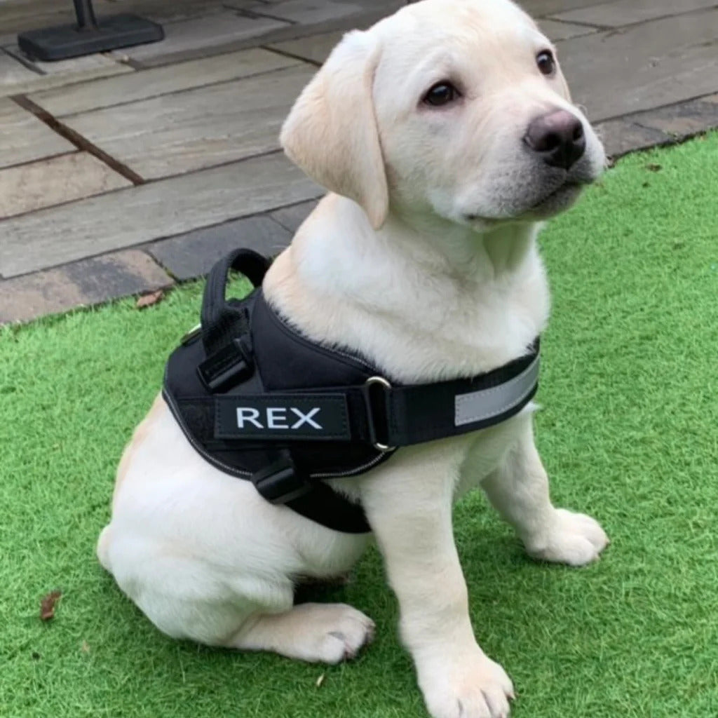 Pets Safety Harness