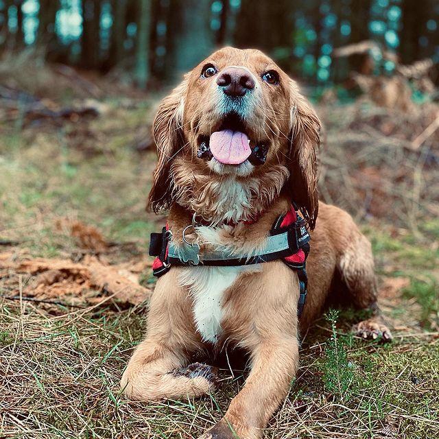 Pets Safety Harness