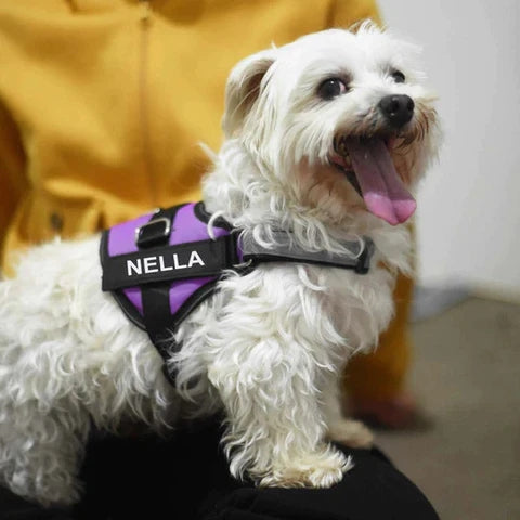 Pets Safety Harness