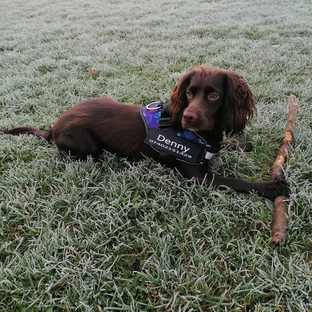 Pets Safety Harness